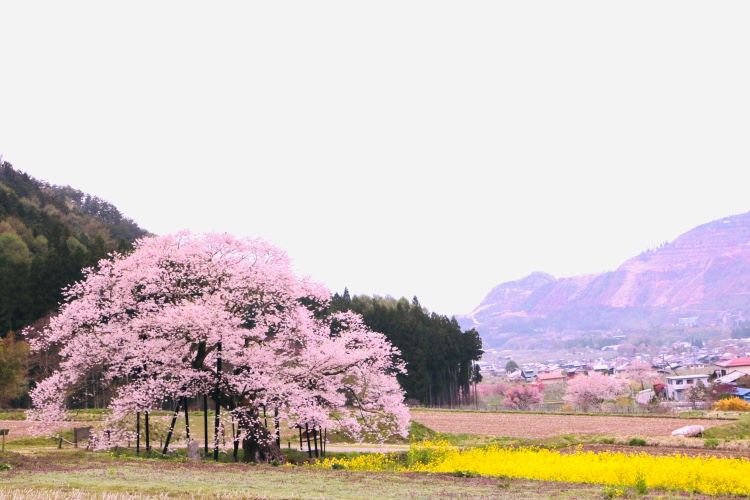 桜