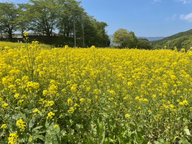 菜の花公園