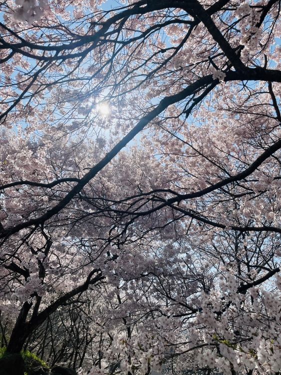 農大の桜