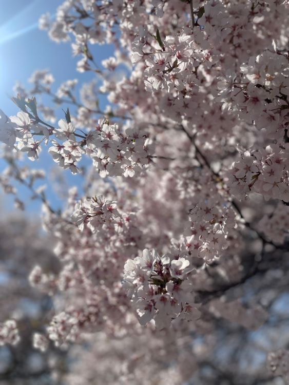 農大の桜