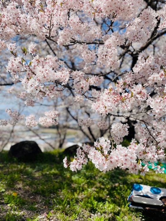 農大の桜