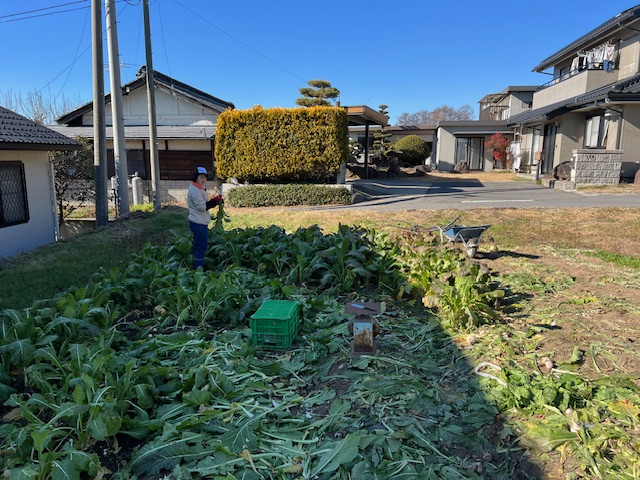 野沢菜収穫