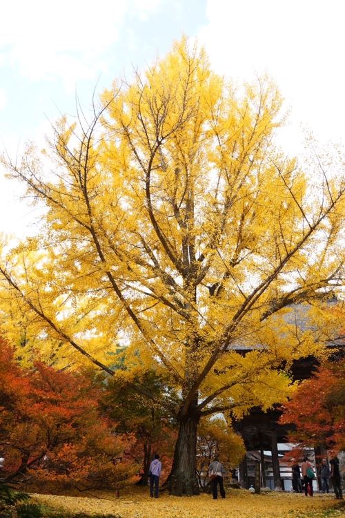 霊松寺