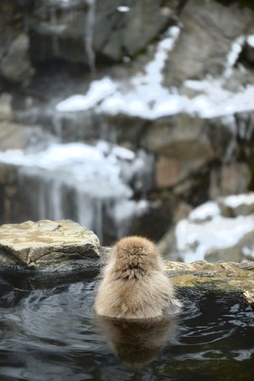 地獄谷野猿公苑