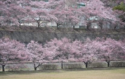 高遠城址公園