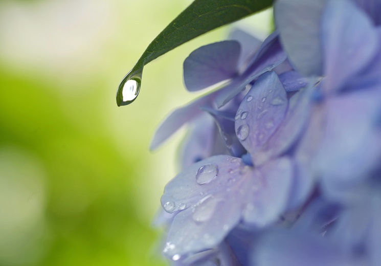 梅雨