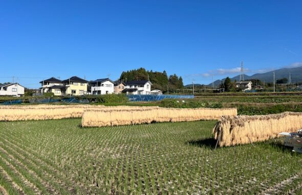 東御市　櫨かけ米