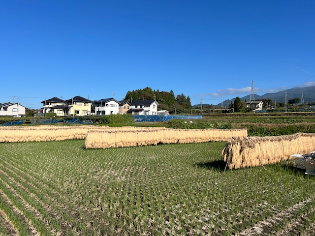 東御市　櫨かけ米