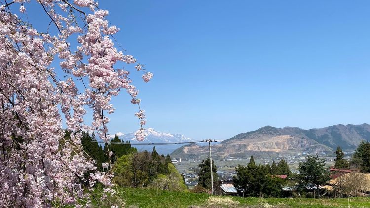 水中のしだれ桜