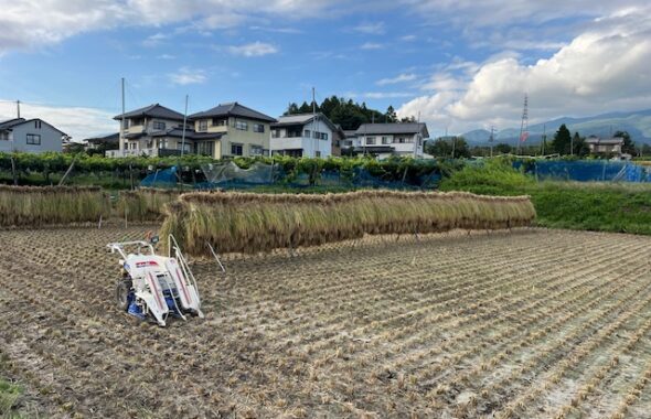 自宅　稲刈り