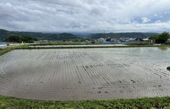 自宅　田植え作業