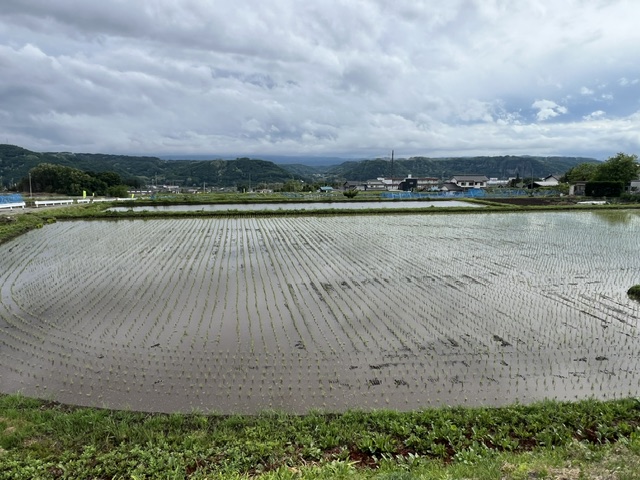 自宅　田植え作業