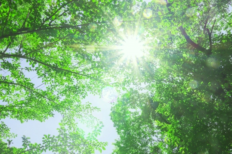 夏