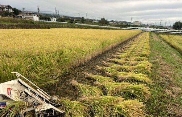 我が家の稲刈り